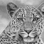 Hyperrealistic Leopard ACEO drawing