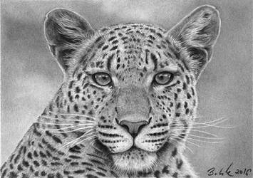 Hyperrealistic Leopard ACEO drawing