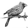 Indigo Bunting drawing