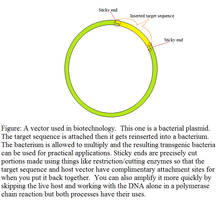 The Dummy Guide to Molecular Cloning: