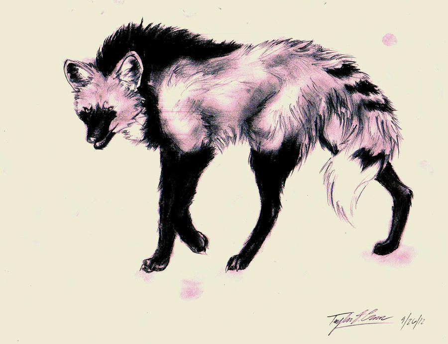 Dae : maned wolf sketch