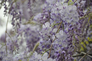 Grey Wisteria