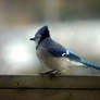 Blue jay 1