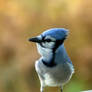 Blue jay 5