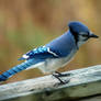 Blue jay 6