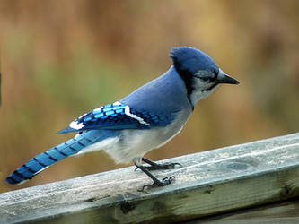 Blue jay 6 by LucieG-Stock