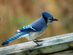 Blue jay 6 by LucieG-Stock