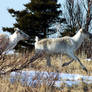 Caribous on the run 1