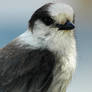 Portrait of a grey jay