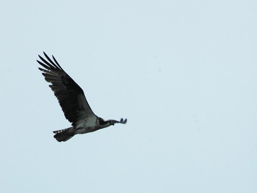 Osprey 2