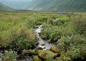 Brook by the mountain