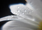 Dreamy daisy 4 by LucieG-Stock