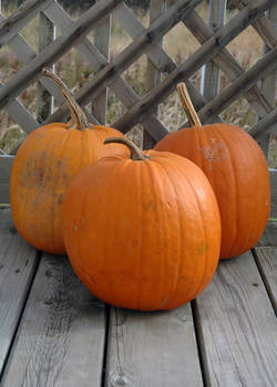 Trio of pumpkins 3