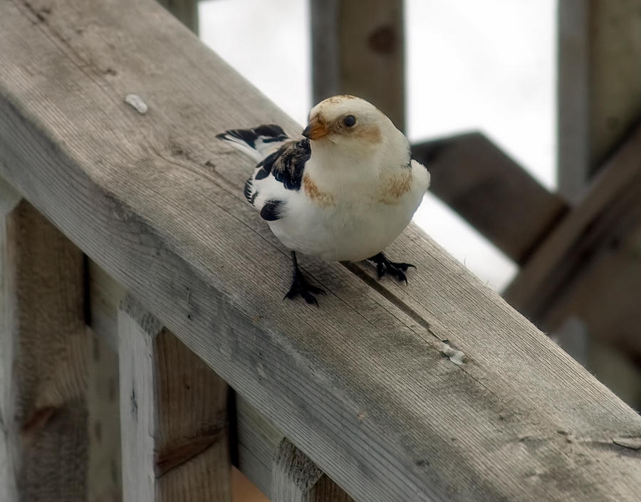 snow bunting 3