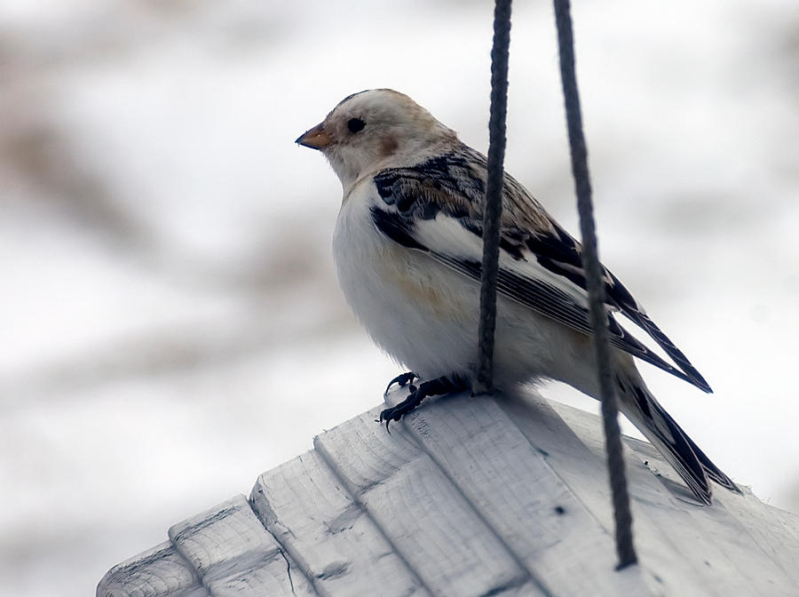 snow bunting 4