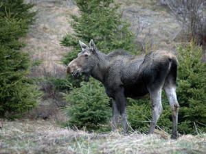 nother moose