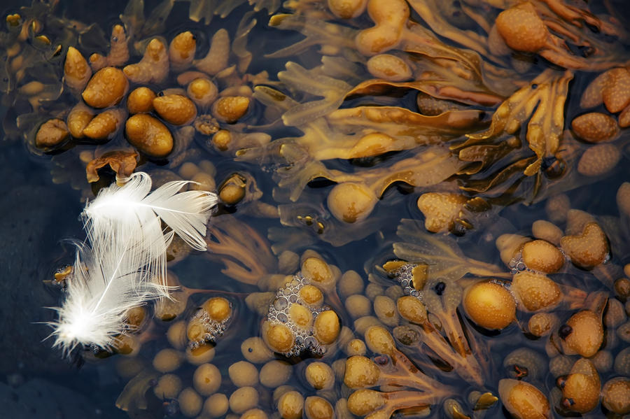 feathers and kelp