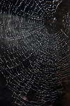 Sparkly web 1 by LucieG-Stock