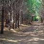 Walk in the pine forest 2