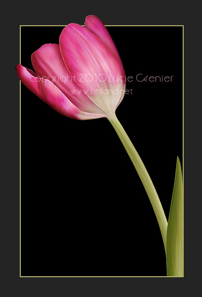 Painted tulip