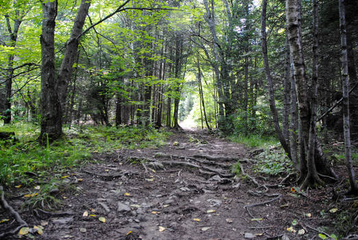 Path to Hays fall 4