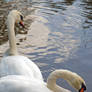 Swans