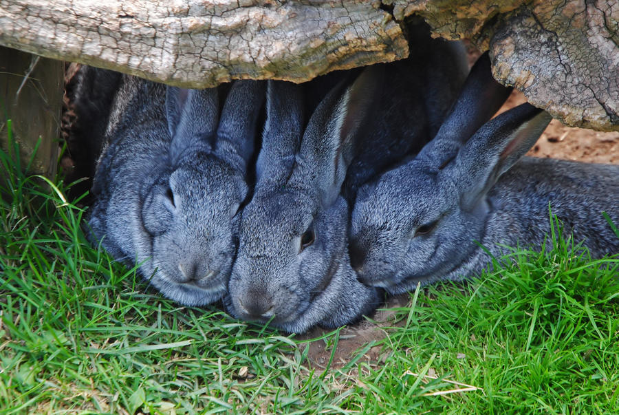 bunny cuddles