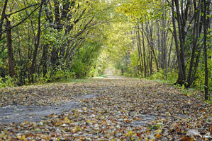 Leaf covered road 3