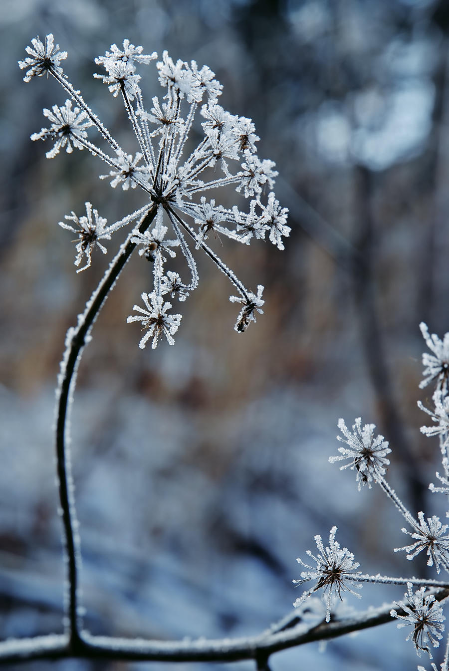 Frozen fireworks 2