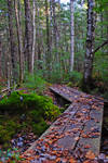 forest path 1