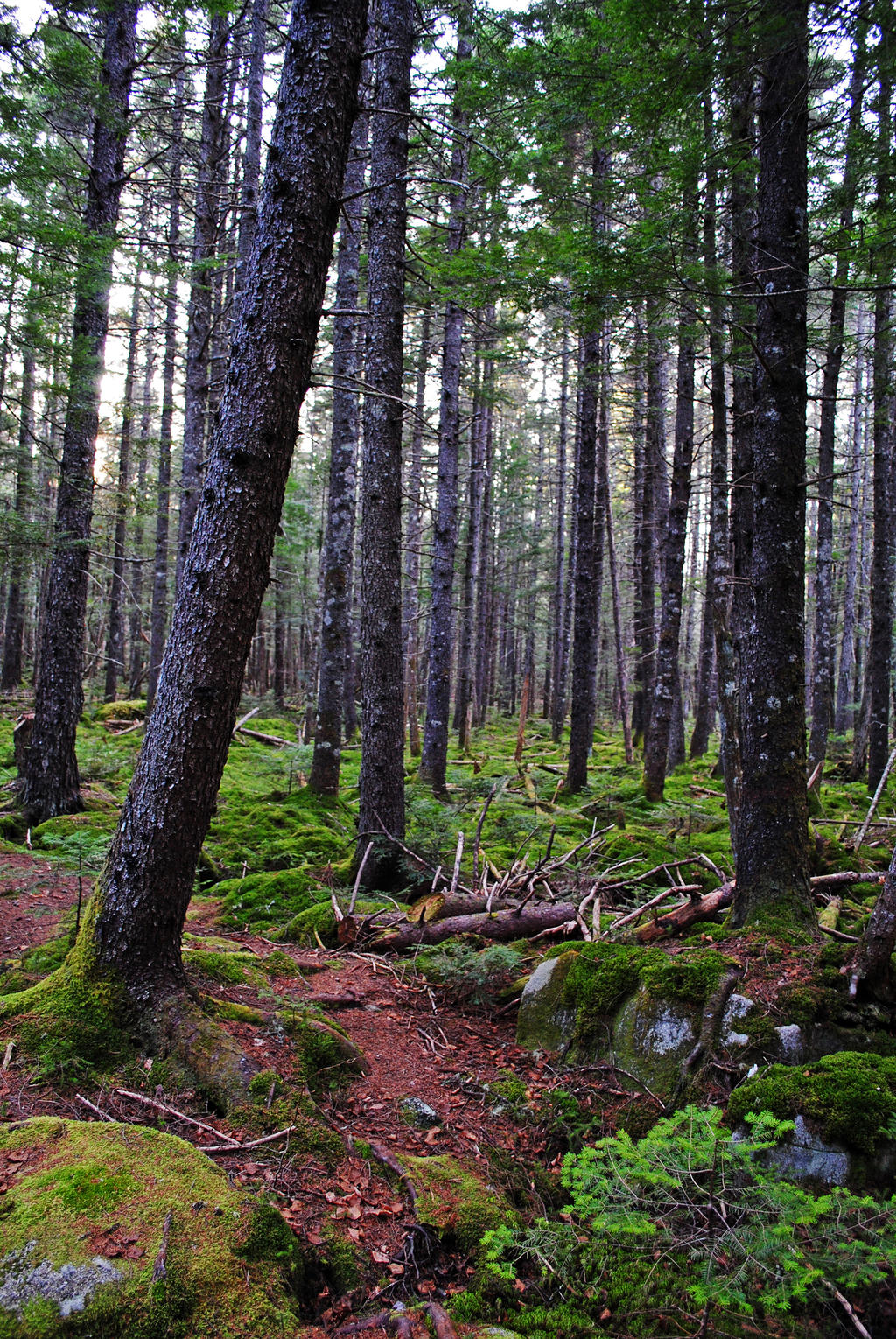 forest scene