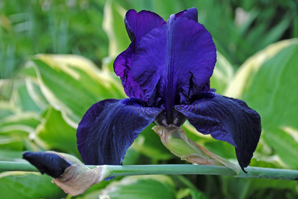 Purple Iris