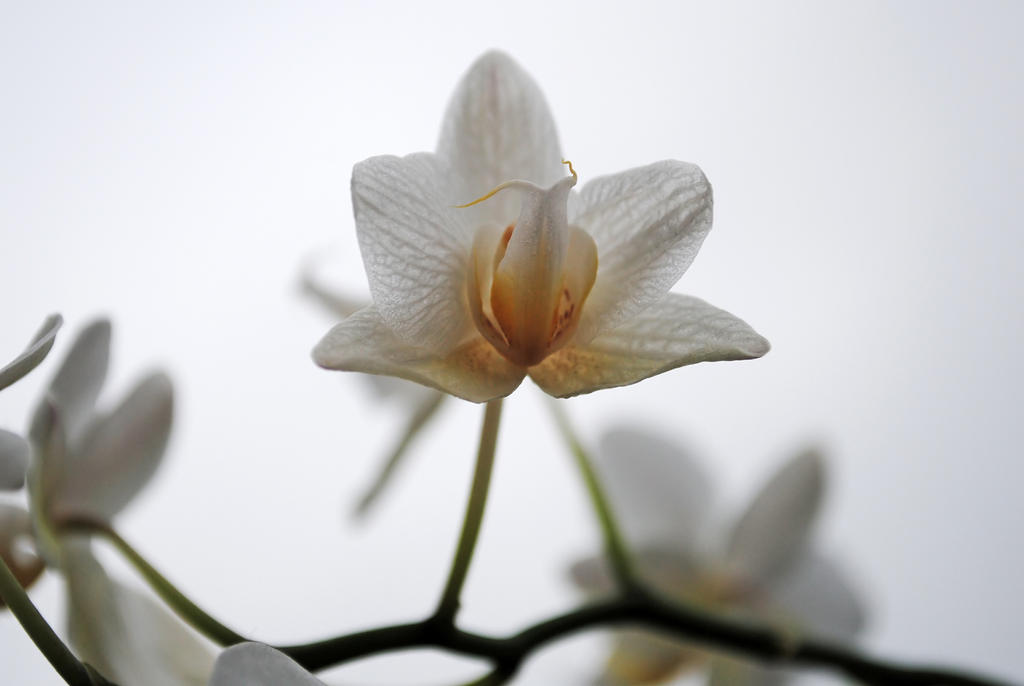 White Orchid 2