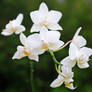 White Orchid 3