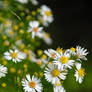 Bushy Aster 1