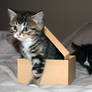 kitty and box 1