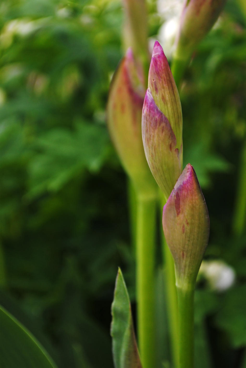 Iris bud