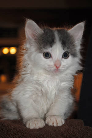 Kitten by LucieG-Stock Kitten by LucieG-Stock