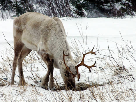 Caribou