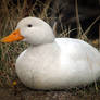 White duck