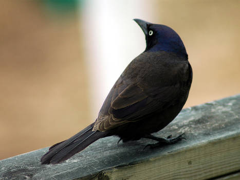 Grackle