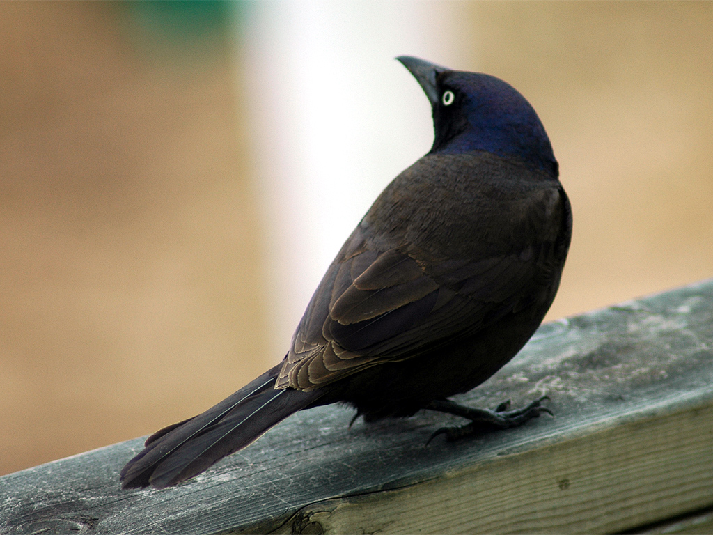 Grackle