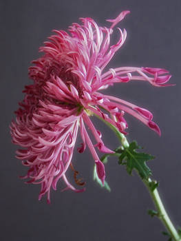 pink mum 2