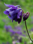 Purple columbine by LucieG-Stock