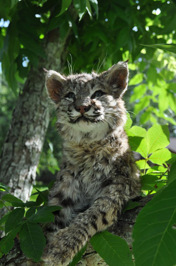 bobcat kitten