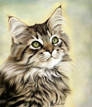 Maine Coon