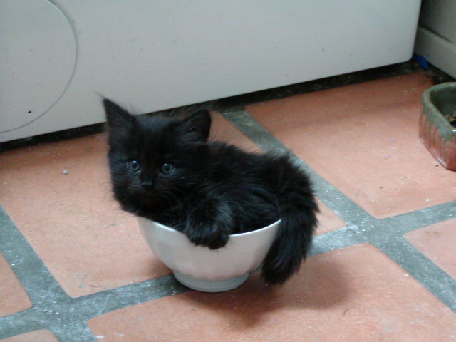 vashy in bowl