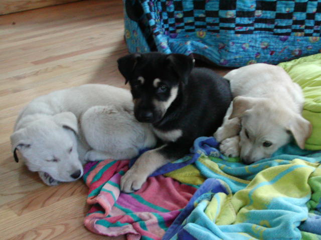 the puppies