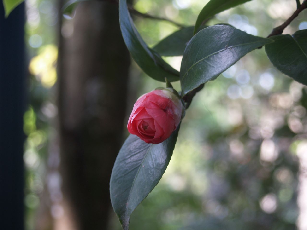 Rosebud