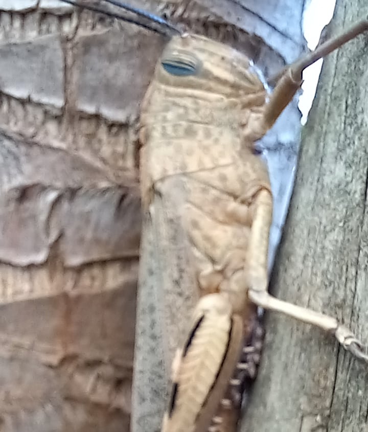 Insect beauty by DRJeandelarose on DeviantArt